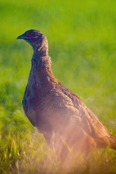 a young pheasant rooster in a meadow