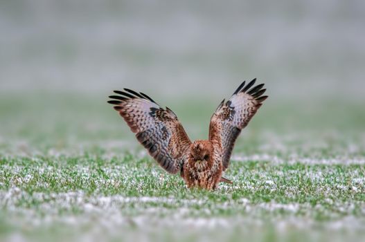 a Buzzard sits on a snowy winter field
