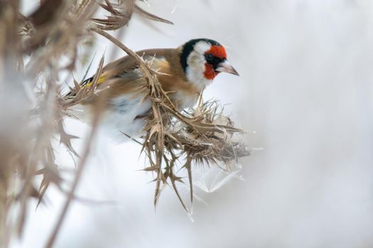 a goldfinch sits on a snowy thistle and looks for food