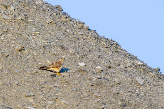 a buzzard sits on a mountain and looks for prey