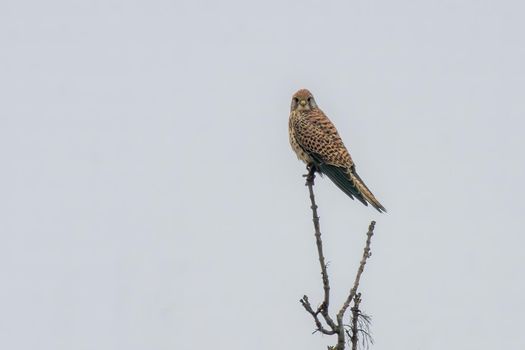 a female kestrel sits on a lookout and looks for prey