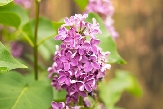 Purple branch of lilac among green leaves close up