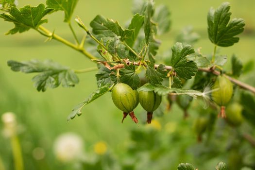 Green gooseberries on bush branche close up, macrophoto