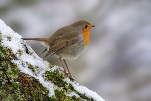 a robin sits on a branch