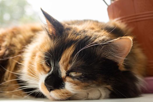 Portrait of ginger cat in sunlight close up