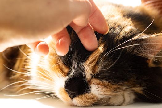 Portrait of ginger cat in sunlight close up