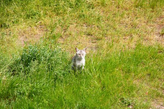 Hand caressing a white kitten on green grass close up