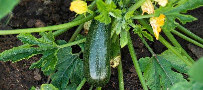 banner with one fresh ripe green zucchini on the garden bed. Soft focus Concept harvesting.