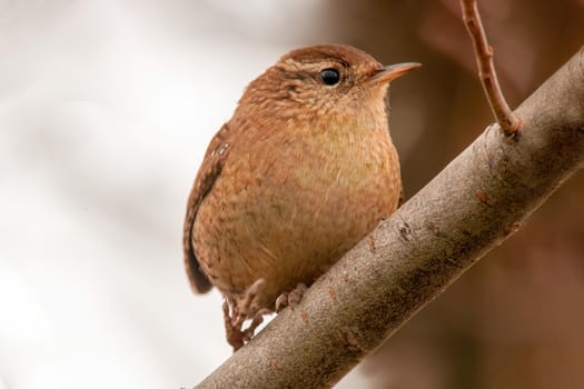 a wren sits on a branch and looks for food