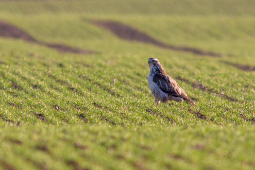 a Buzzard sits on a green field in spring
