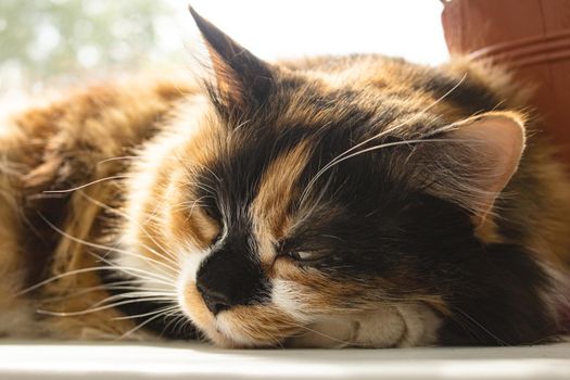 Portrait of ginger cat in sunlight close up