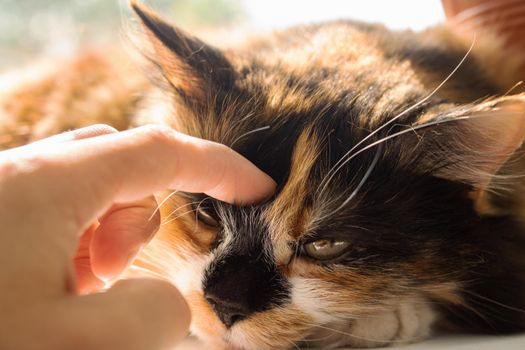 Portrait of ginger cat in sunlight close up
