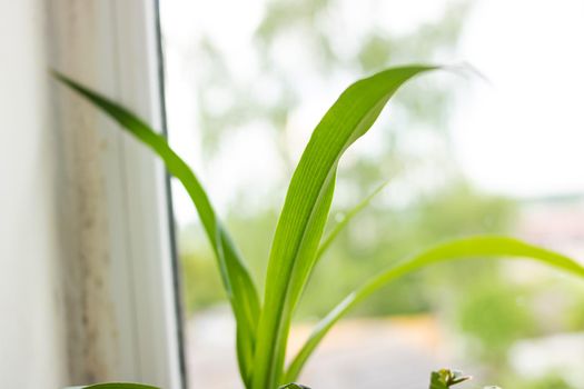 Thin green leaves of a plant on a window background close up