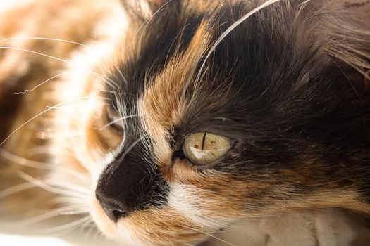 Portrait of ginger cat in sunlight close up