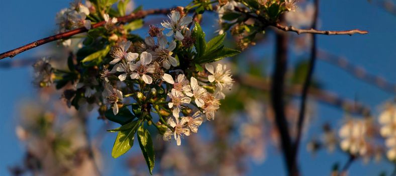 banner with blooming cherry on a background of blue sky. small white inflorescences on a branch in spring or summer. Soft focus