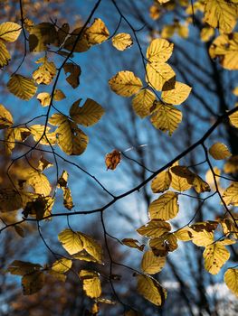 Golden autumn leaves and branches with blue sky as a background. Autumn seasonal changes in the nature. Looking up
