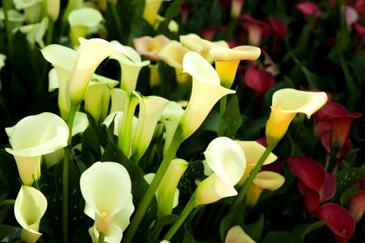 Beautiful and colorful Zantedeschia Aethiopica plants in the garden under the sun