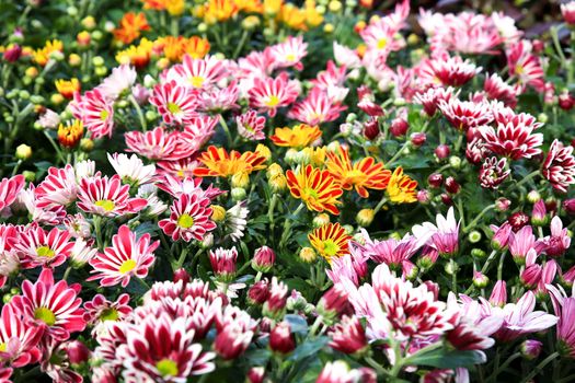 Colorful Chrysanthemum indicum plants in the garden under the sun