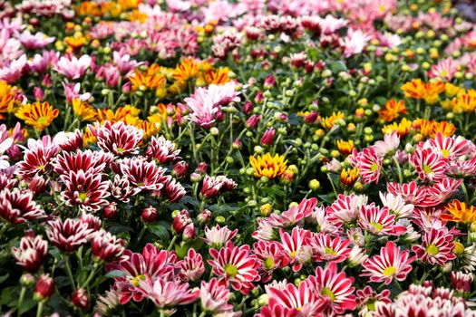 Colorful Chrysanthemum indicum plants in the garden under the sun