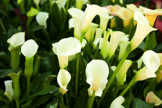 Beautiful and colorful Zantedeschia Aethiopica plants in the garden under the sun