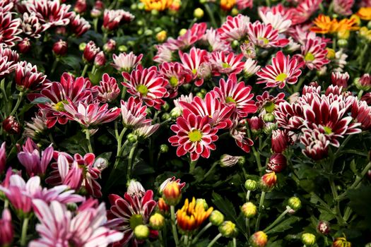 Colorful Chrysanthemum indicum plants in the garden under the sun