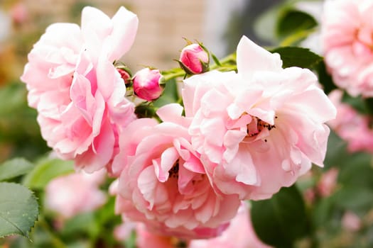 Small buds of pink roses among green leaves close up