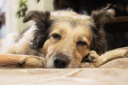 Light fluffy dog sleeps on a blanket close up