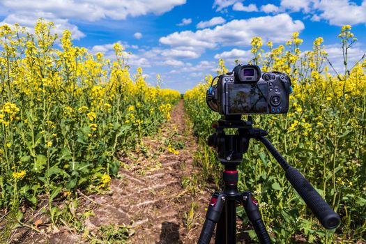 modern professional mirrorless camera on tripod shooting yellow field on tripod, closeup with selective focus