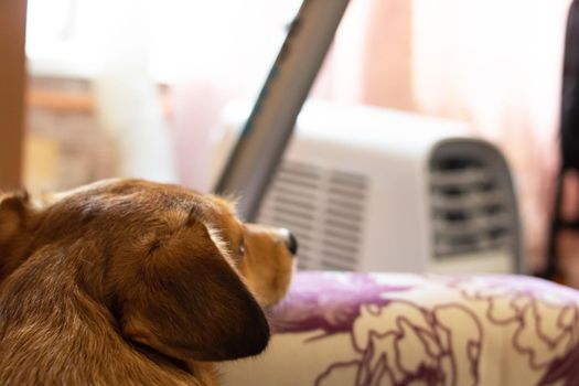 The dog lies on the couch by the air conditioner close up