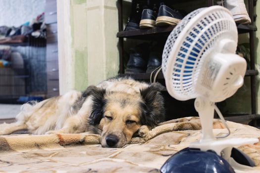 The dog sleeps by the fan close up