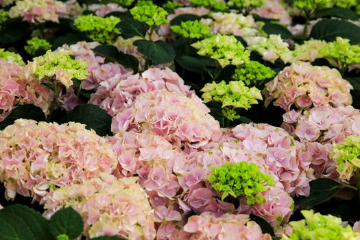 Colorful Hydrangea flowers in the garden under the sun