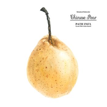 Watercolor botanical illustration. Chinese pear on a white background, path included.