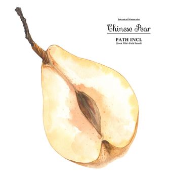 Watercolor botanical illustration. Half a Chinese pear on a white background, path included.