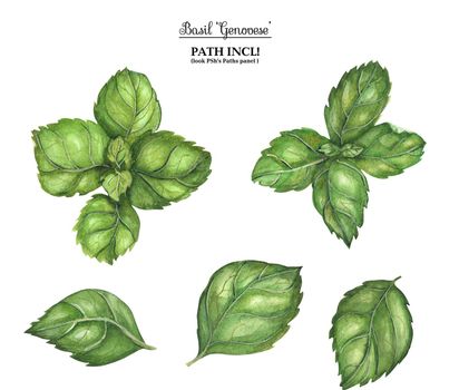 Watercolor botanical illustration. Basil Genovese on a white background, path included.