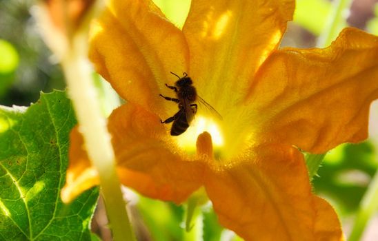 Bee collecting pollen from a big yellow flower silhouetted by the glow of the sun