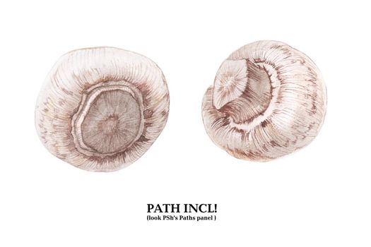 Watercolor botanical illustration. Two champignons on a white background, path included.