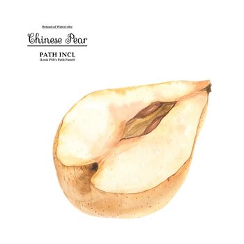 Watercolor botanical illustration. Half a Chinese pear on a white background, path included.