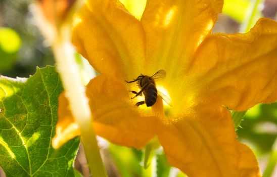 Bee collecting pollen from a big yellow flower silhouetted by the glow of the sun