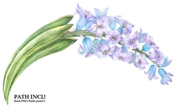 Watercolor botanical illustration. Flowering blue hyacinth on a white background, path included.