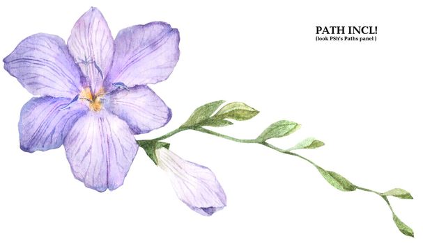 Botanical Watercolor Freesia Isolated Branch. Path included