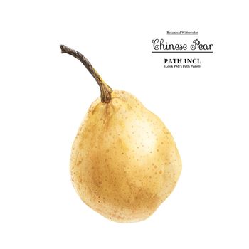 Watercolor botanical illustration. Chinese pear on a white background, path included.