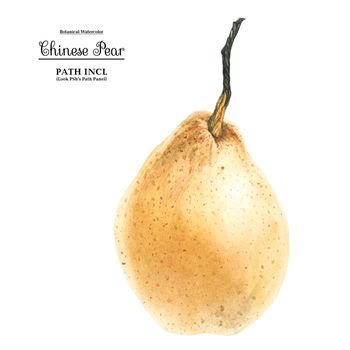 Watercolor botanical illustration. Chinese pear on a white background, path included.