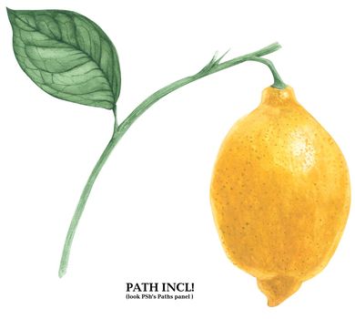 Botanical Watercolor Lemon Isolated Branch. Path included