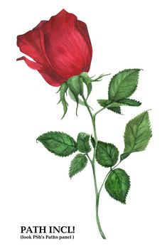 Botanical Watercolor Rose Isolated Branch. Path included