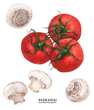 Watercolor botanical illustration. Champignons and tomatoes on a white background, path included.