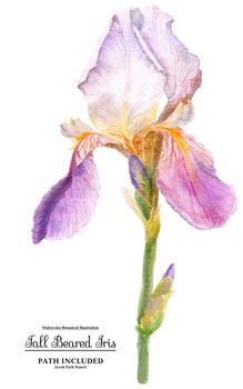 Watercolor botanical illustration Tall Bearded Iris. Isolated, path included
