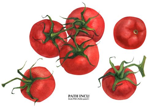 Watercolor botanical illustration. Tomatoes on a white background, path included.