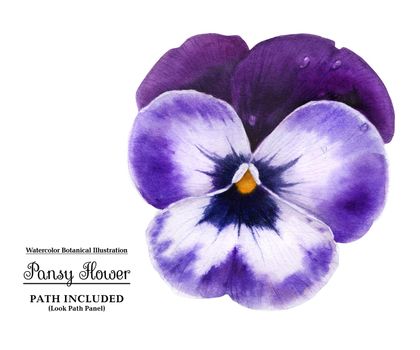 Modern botanical watercolor illustration Dark blue pansy flower on a white background. Isolated, path included