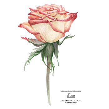 Modern watercolor botanical illustration. Pale garden rose. Isolated, path included