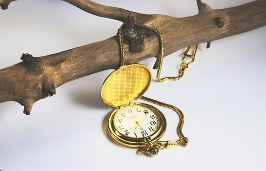 Open gold pocket watch against a white background with a fob chain hanging off a tree branch